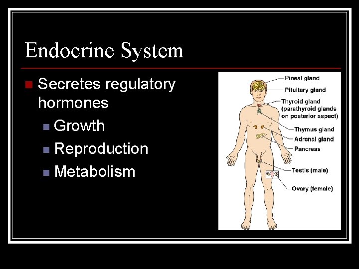 Endocrine System n Secretes regulatory hormones n Growth n Reproduction n Metabolism 