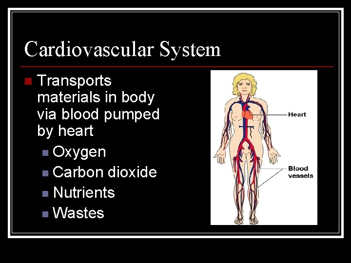 Cardiovascular System n Transports materials in body via blood pumped by heart n Oxygen