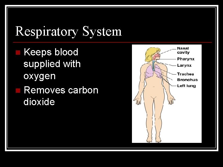 Respiratory System Keeps blood supplied with oxygen n Removes carbon dioxide n 