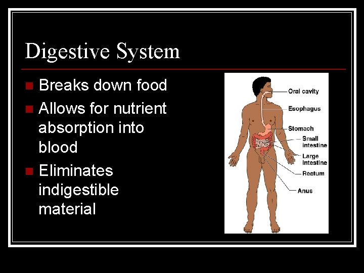 Digestive System Breaks down food n Allows for nutrient absorption into blood n Eliminates