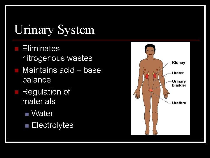 Urinary System n n n Eliminates nitrogenous wastes Maintains acid – base balance Regulation