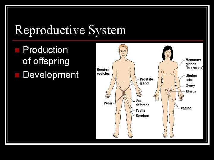 Reproductive System Production of offspring n Development n 