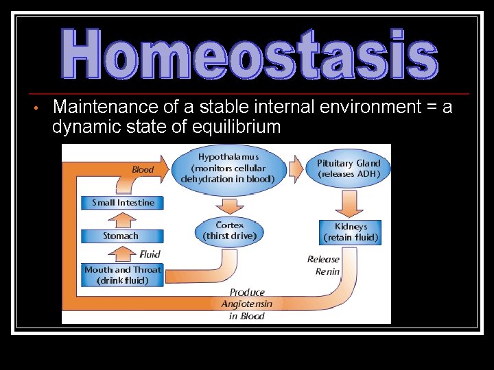  • Maintenance of a stable internal environment = a dynamic state of equilibrium