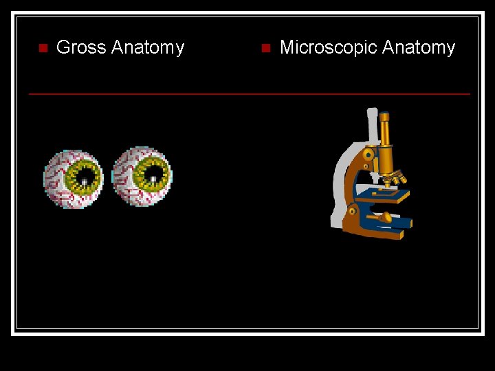 n Gross Anatomy n Microscopic Anatomy 