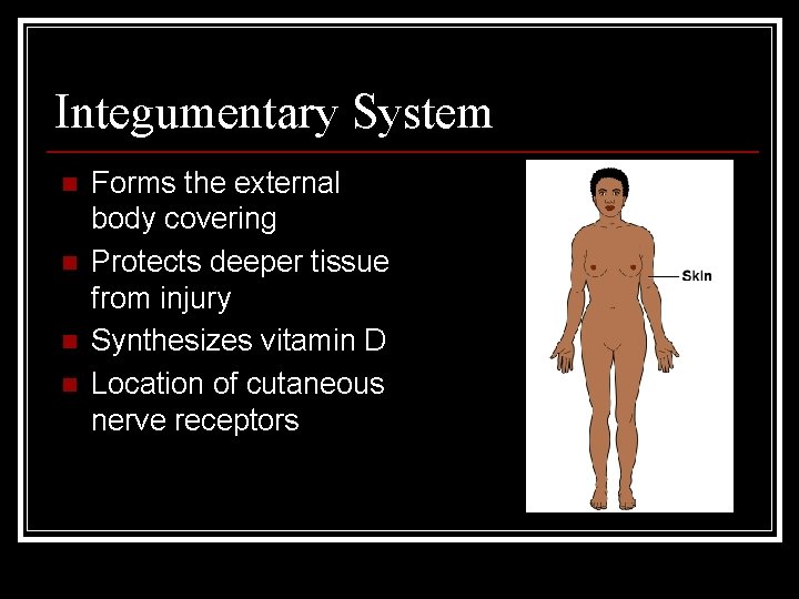 Integumentary System n n Forms the external body covering Protects deeper tissue from injury