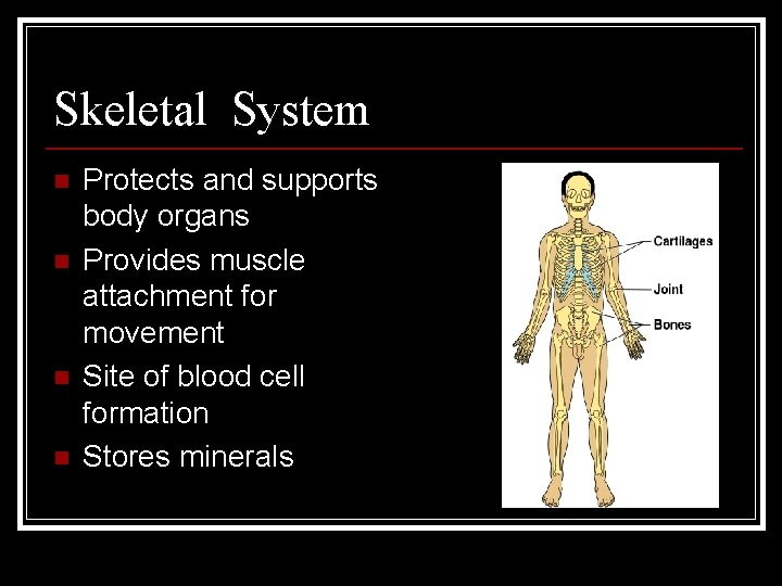Skeletal System n n Protects and supports body organs Provides muscle attachment for movement
