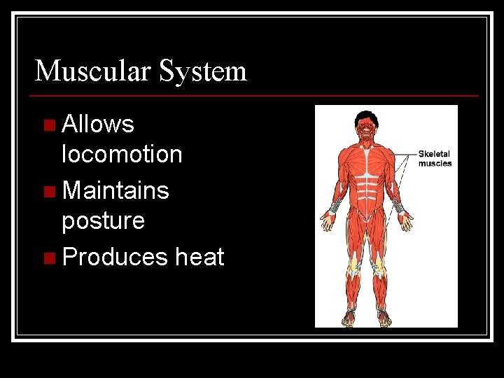 Muscular System n Allows locomotion n Maintains posture n Produces heat 