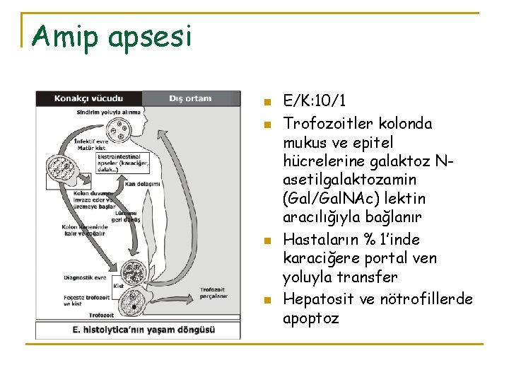 Amip apsesi n n E/K: 10/1 Trofozoitler kolonda mukus ve epitel hücrelerine galaktoz Nasetilgalaktozamin