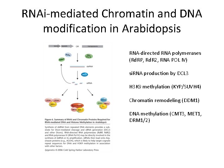 RNAi-mediated Chromatin and DNA modification in Arabidopsis RNA-directed RNA polymerases (Rd. RP, Rd. R