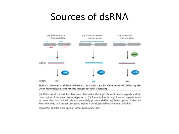 Sources of ds. RNA 