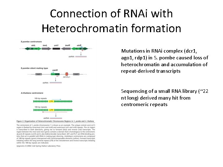 Connection of RNAi with Heterochromatin formation Mutations in RNAi complex (dcr 1, ago 1, Connection of RNAi with Heterochromatin formation Mutations in RNAi complex (dcr 1, ago 1,