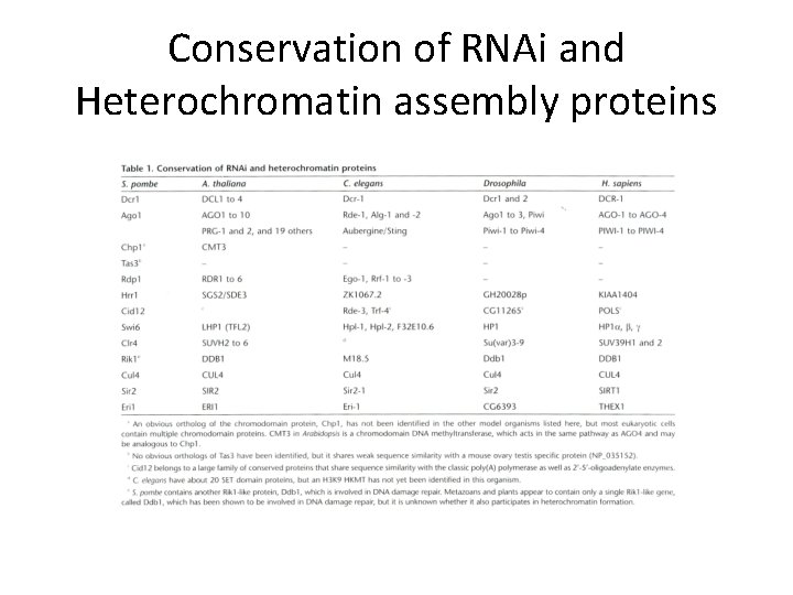 Conservation of RNAi and Heterochromatin assembly proteins Conservation of RNAi and Heterochromatin assembly proteins