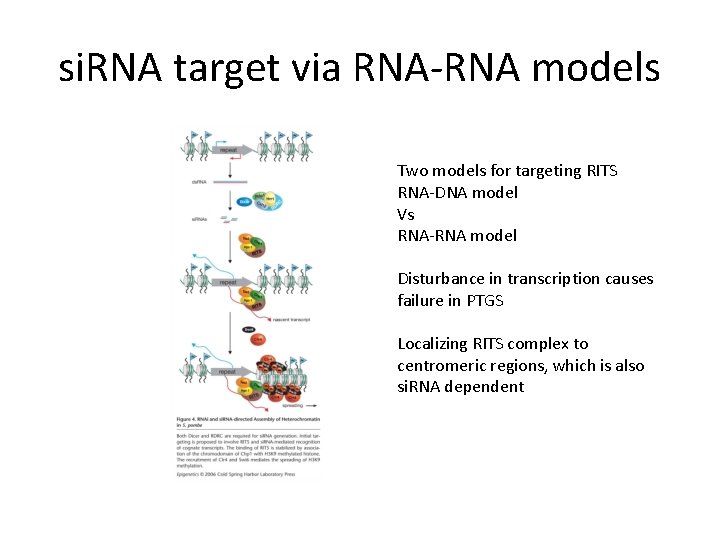 si. RNA target via RNA-RNA models Two models for targeting RITS RNA-DNA model Vs si. RNA target via RNA-RNA models Two models for targeting RITS RNA-DNA model Vs
