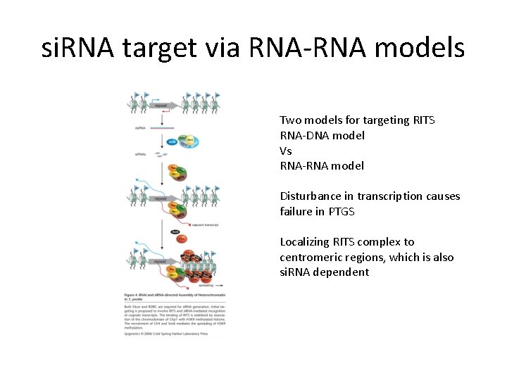 si. RNA target via RNA-RNA models Two models for targeting RITS RNA-DNA model Vs