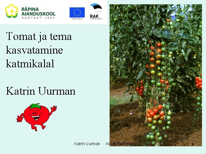 Tomat ja tema kasvatamine katmikalal Katrin Uurman Köögiviljandus 1 