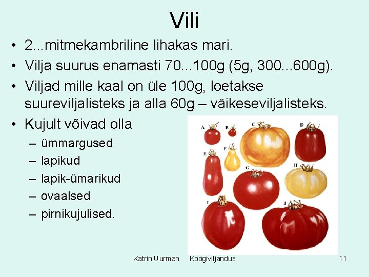 Vili • 2. . . mitmekambriline lihakas mari. • Vilja suurus enamasti 70. .