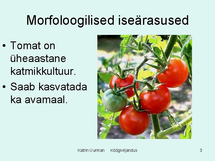 Morfoloogilised iseärasused • Tomat on üheaastane katmikkultuur. • Saab kasvatada ka avamaal. Katrin Uurman