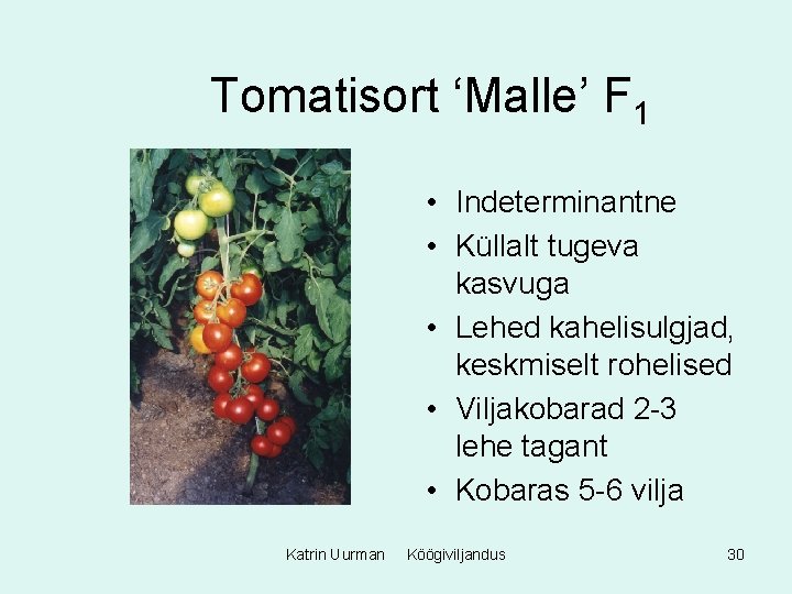 Tomatisort ‘Malle’ F 1 • Indeterminantne • Küllalt tugeva kasvuga • Lehed kahelisulgjad, keskmiselt