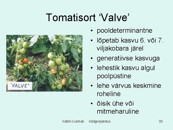 Tomatisort ‘Valve’ • pooldeterminantne • lõpetab kasvu 6. või 7. viljakobara järel • generatiivse