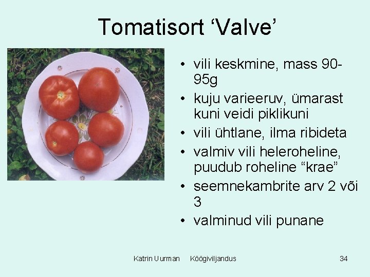 Tomatisort ‘Valve’ • vili keskmine, mass 9095 g • kuju varieeruv, ümarast kuni veidi