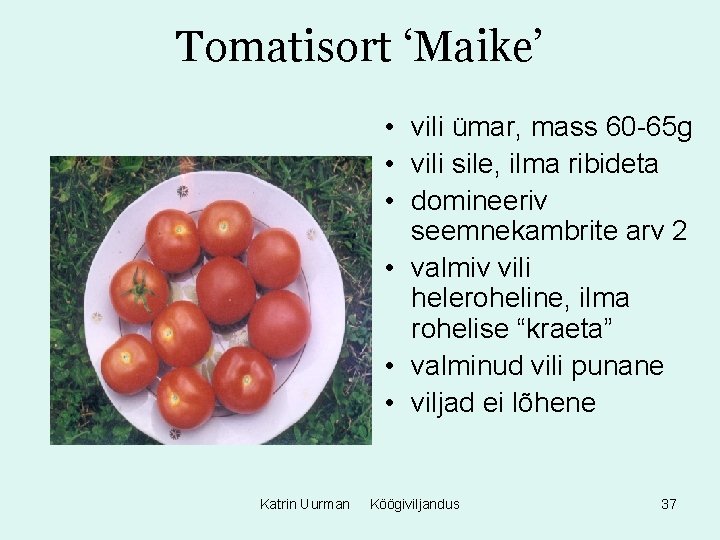Tomatisort ‘Maike’ • vili ümar, mass 60 -65 g • vili sile, ilma ribideta Tomatisort ‘Maike’ • vili ümar, mass 60 -65 g • vili sile, ilma ribideta