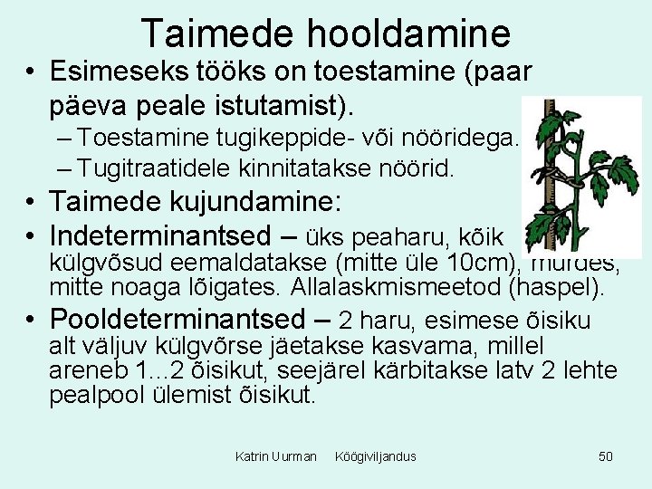 Taimede hooldamine • Esimeseks tööks on toestamine (paar päeva peale istutamist). – Toestamine tugikeppide-