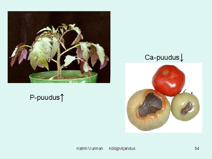 Ca-puudus↓ P-puudus↑ Katrin Uurman Köögiviljandus 54 