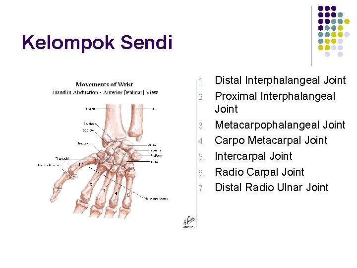 Kelompok Sendi 1. 2. 3. 4. 5. 6. 7. Distal Interphalangeal Joint Proximal Interphalangeal