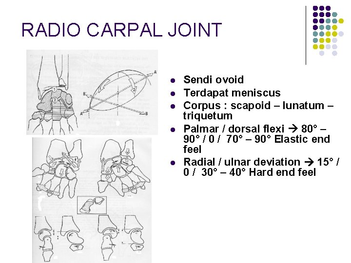 RADIO CARPAL JOINT l l l Sendi ovoid Terdapat meniscus Corpus : scapoid –