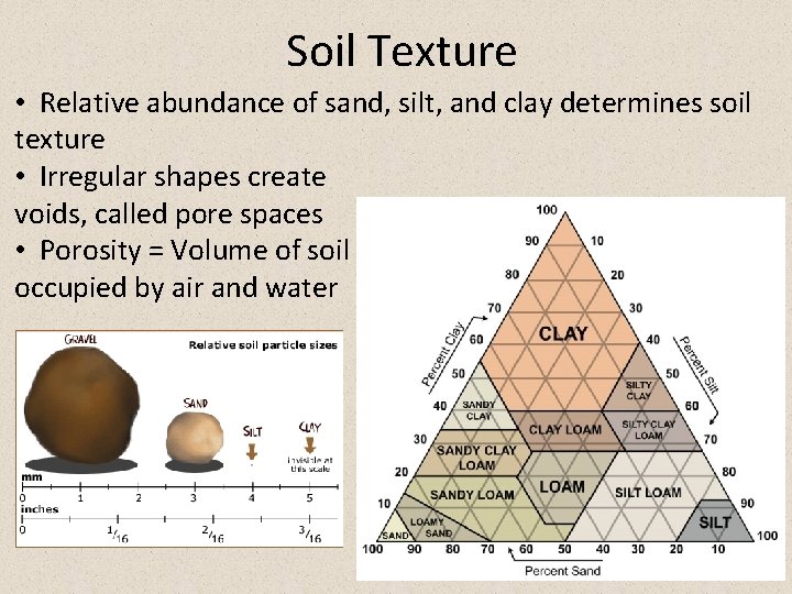 Soil Texture • Relative abundance of sand, silt, and clay determines soil texture •