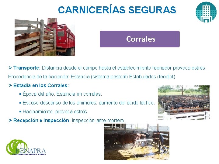 CARNICERÍAS SEGURAS Corrales Ø Transporte: Distancia desde el campo hasta el establecimiento faenador provoca