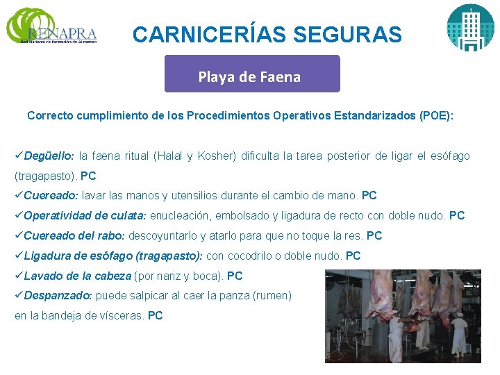 CARNICERÍAS SEGURAS Playa de Faena Correcto cumplimiento de los Procedimientos Operativos Estandarizados (POE): üDegüello: