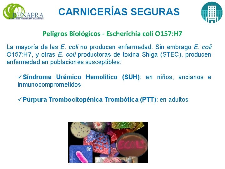 CARNICERÍAS SEGURAS Peligros Biológicos - Escherichia coli O 157: H 7 La mayoría de