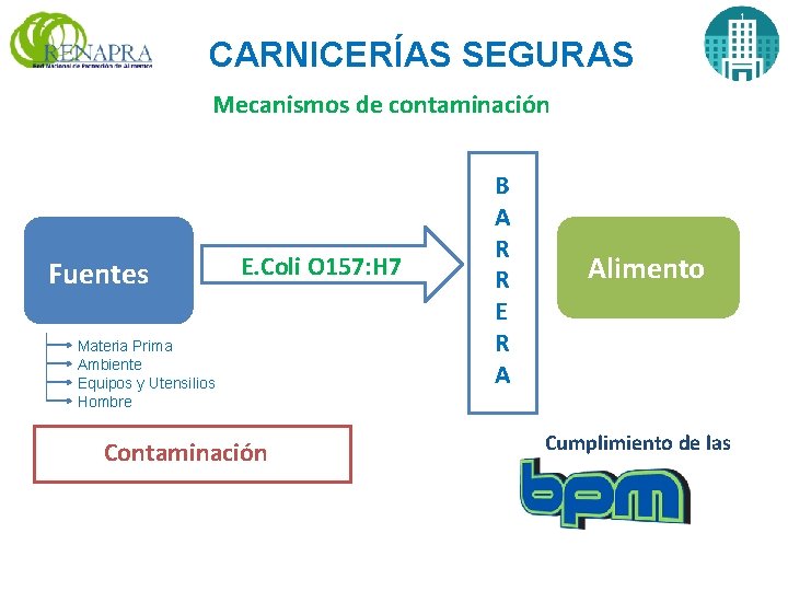 CARNICERÍAS SEGURAS Mecanismos de contaminación Fuentes E. Coli O 157: H 7 Materia Prima