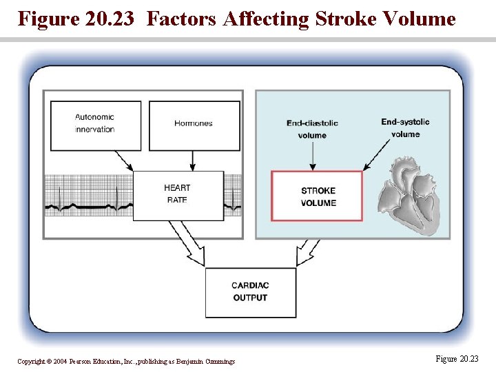 Figure 20. 23 Factors Affecting Stroke Volume Copyright © 2004 Pearson Education, Inc. ,