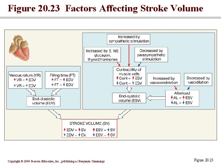 Figure 20. 23 Factors Affecting Stroke Volume Copyright © 2004 Pearson Education, Inc. ,