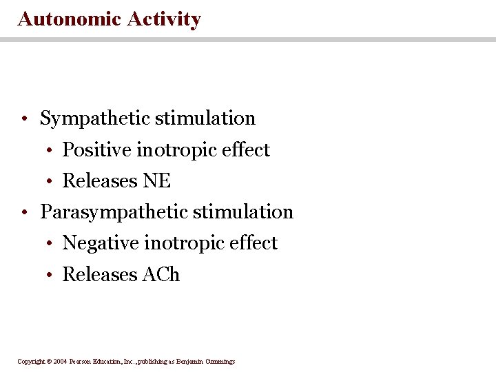 Autonomic Activity • Sympathetic stimulation • Positive inotropic effect • Releases NE • Parasympathetic