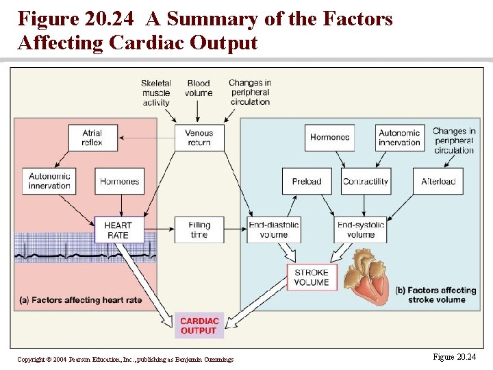 Figure 20. 24 A Summary of the Factors Affecting Cardiac Output Copyright © 2004