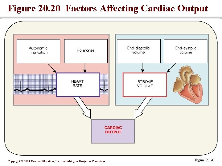 Figure 20. 20 Factors Affecting Cardiac Output Copyright © 2004 Pearson Education, Inc. ,