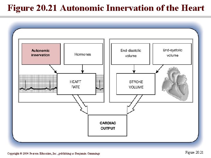 Figure 20. 21 Autonomic Innervation of the Heart Copyright © 2004 Pearson Education, Inc.