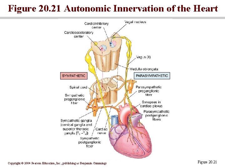 Figure 20. 21 Autonomic Innervation of the Heart Copyright © 2004 Pearson Education, Inc.