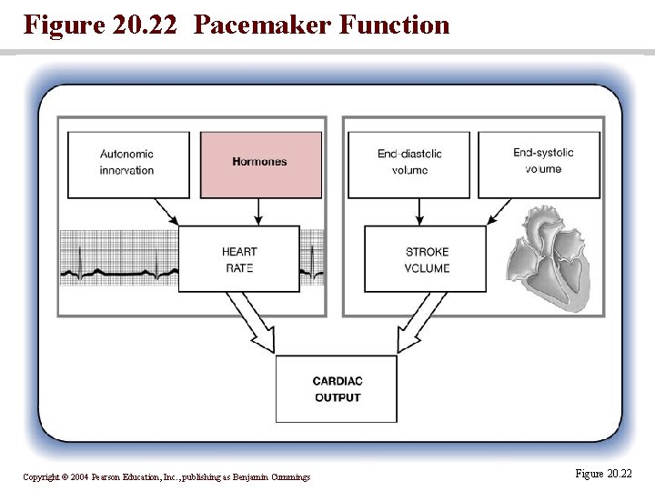 Figure 20. 22 Pacemaker Function Copyright © 2004 Pearson Education, Inc. , publishing as