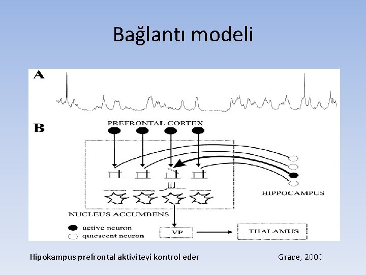 Bağlantı modeli Hipokampus prefrontal aktiviteyi kontrol eder Grace, 2000 