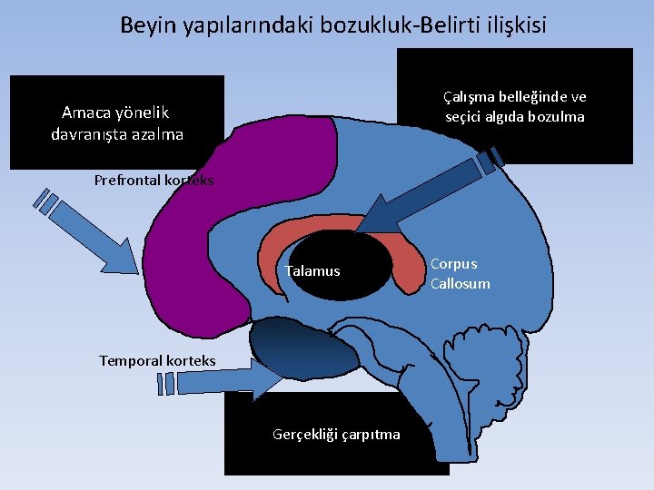 Beyin yapılarındaki bozukluk-Belirti ilişkisi Çalışma belleğinde ve seçici algıda bozulma Amaca yönelik davranışta azalma