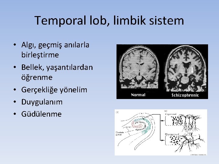 Temporal lob, limbik sistem • Algı, geçmiş anılarla birleştirme • Bellek, yaşantılardan öğrenme •