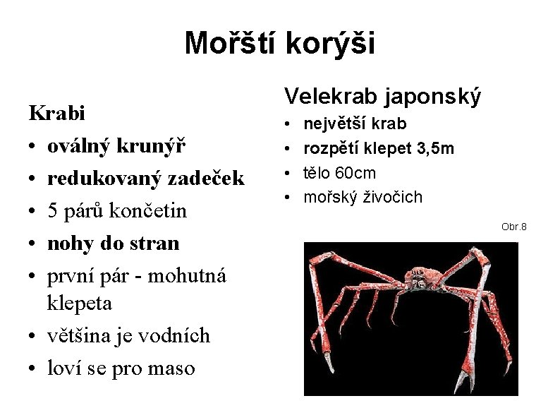 Mořští korýši Krabi • oválný krunýř • redukovaný zadeček • 5 párů končetin •