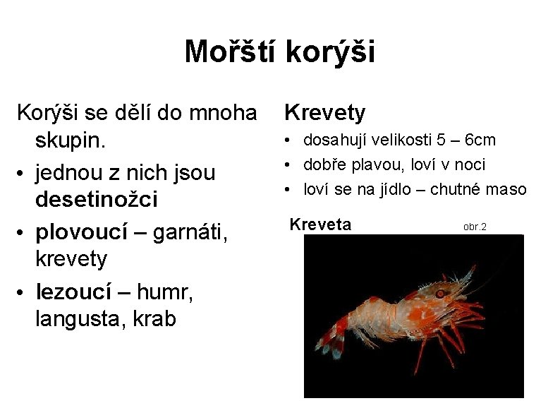 Mořští korýši Korýši se dělí do mnoha skupin. • jednou z nich jsou desetinožci