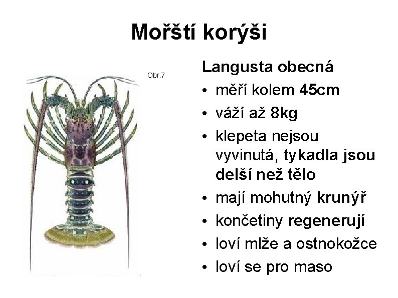 Mořští korýši Obr. 7 Langusta obecná • měří kolem 45 cm • váží až