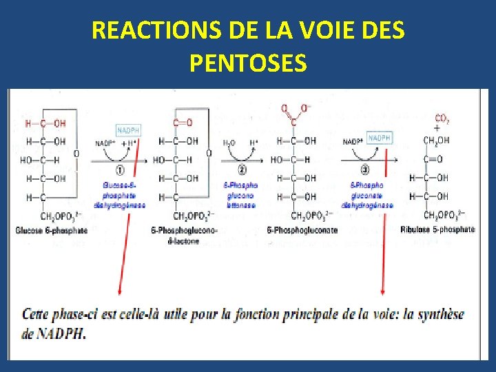 REACTIONS DE LA VOIE DES PENTOSES 