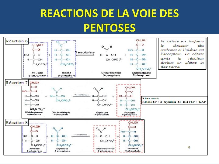 REACTIONS DE LA VOIE DES PENTOSES 